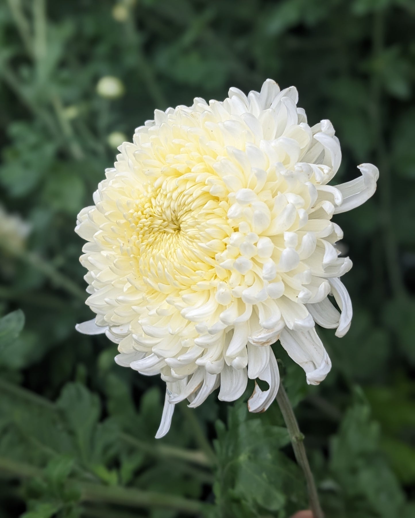 Chrysanthemum - Rosa Hockaday x 2