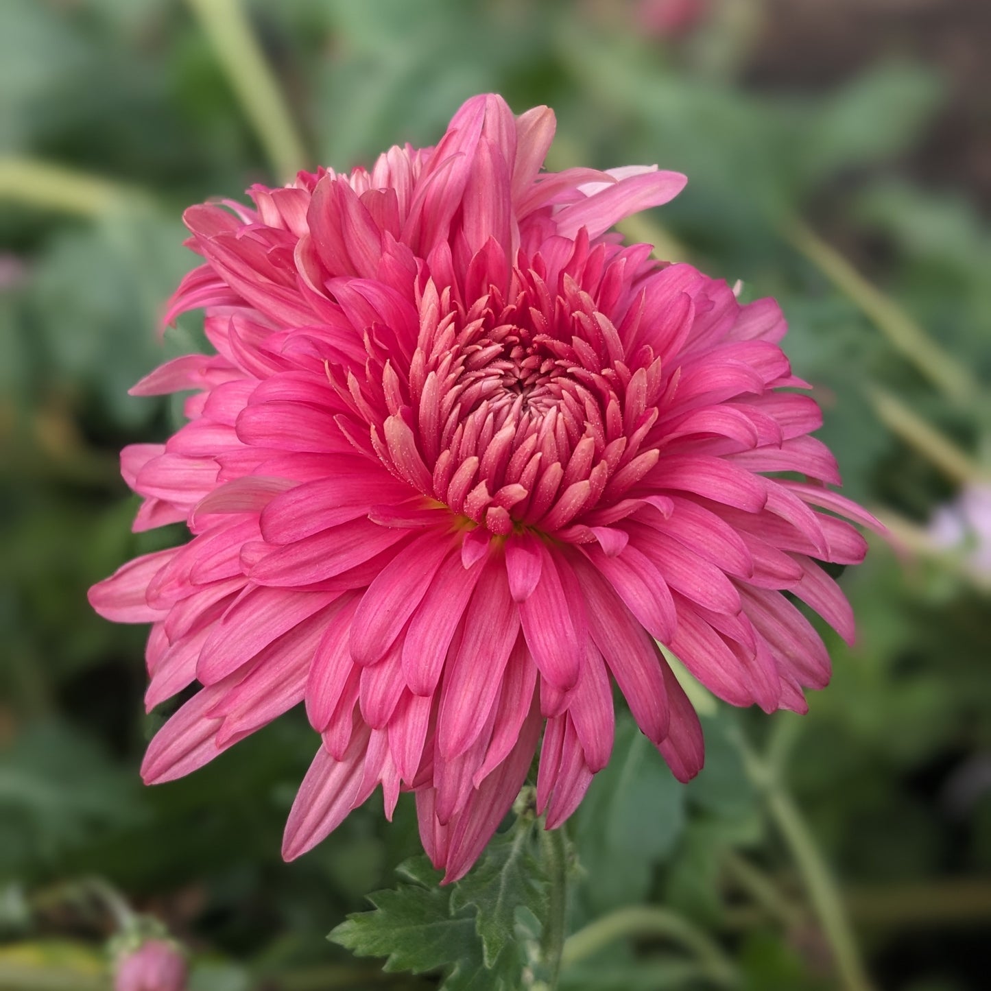 Potted Chrysanthemum - Rose Venice