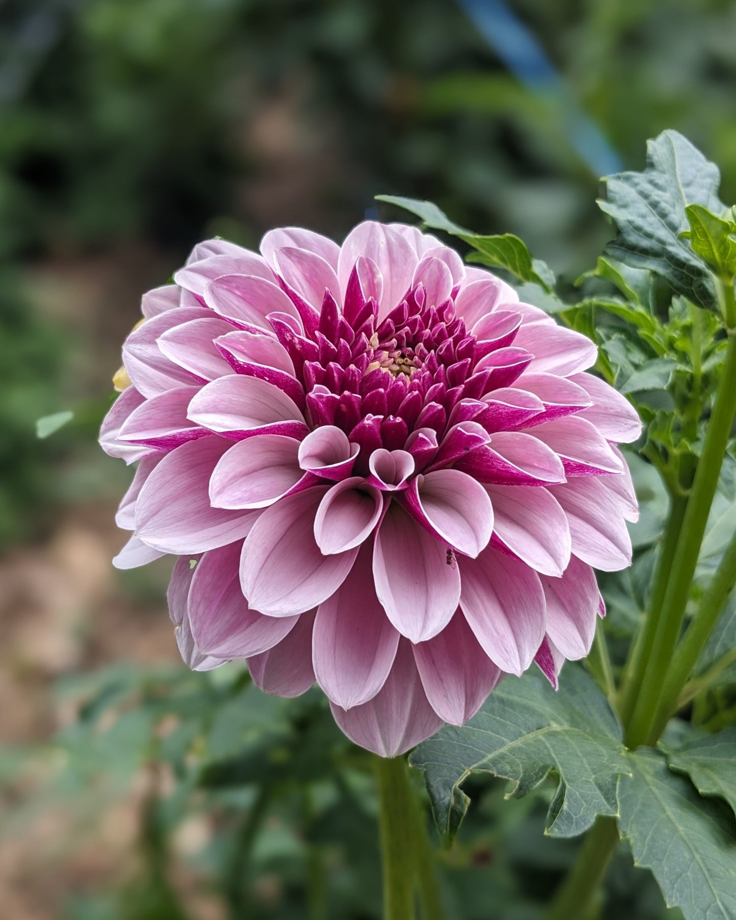 Dahlia - Salish Twilight Girl