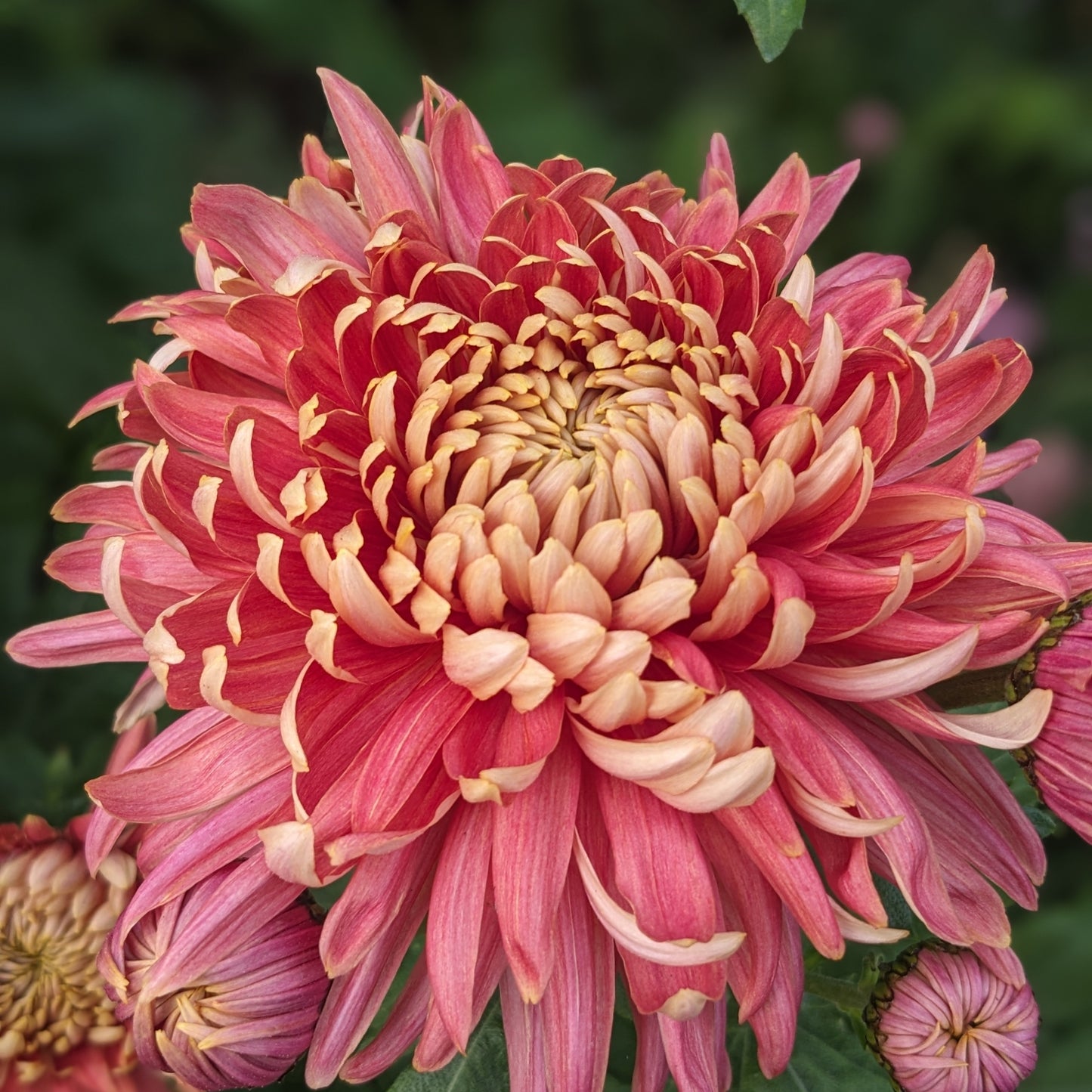 Chrysanthemum - Salmon Fairweather x 2