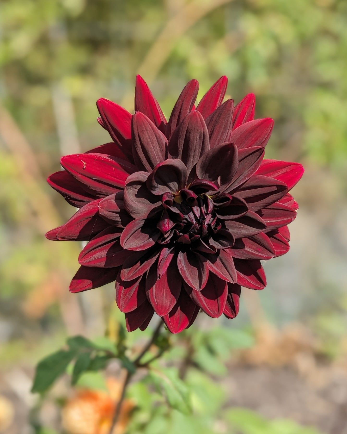 Dahlia - Sam Hopkins