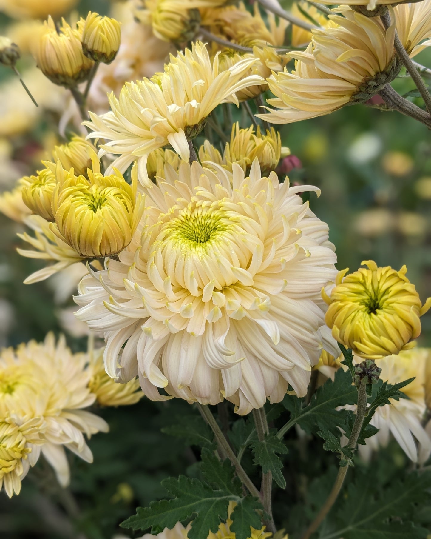 Chrysanthemum - Seaton's JeDore x 2