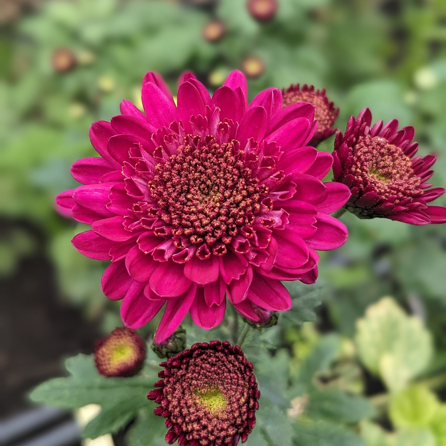 Potted Chrysanthemum - Shock