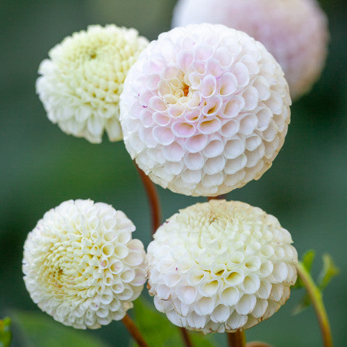 Dahlia Import - Small World
