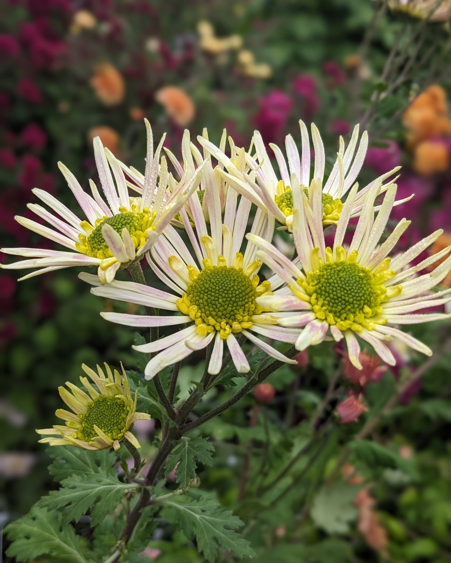 Chrysanthemum - Spacer x 2