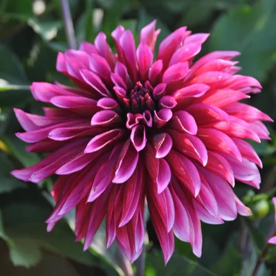 Potted Dahlia - Tanita