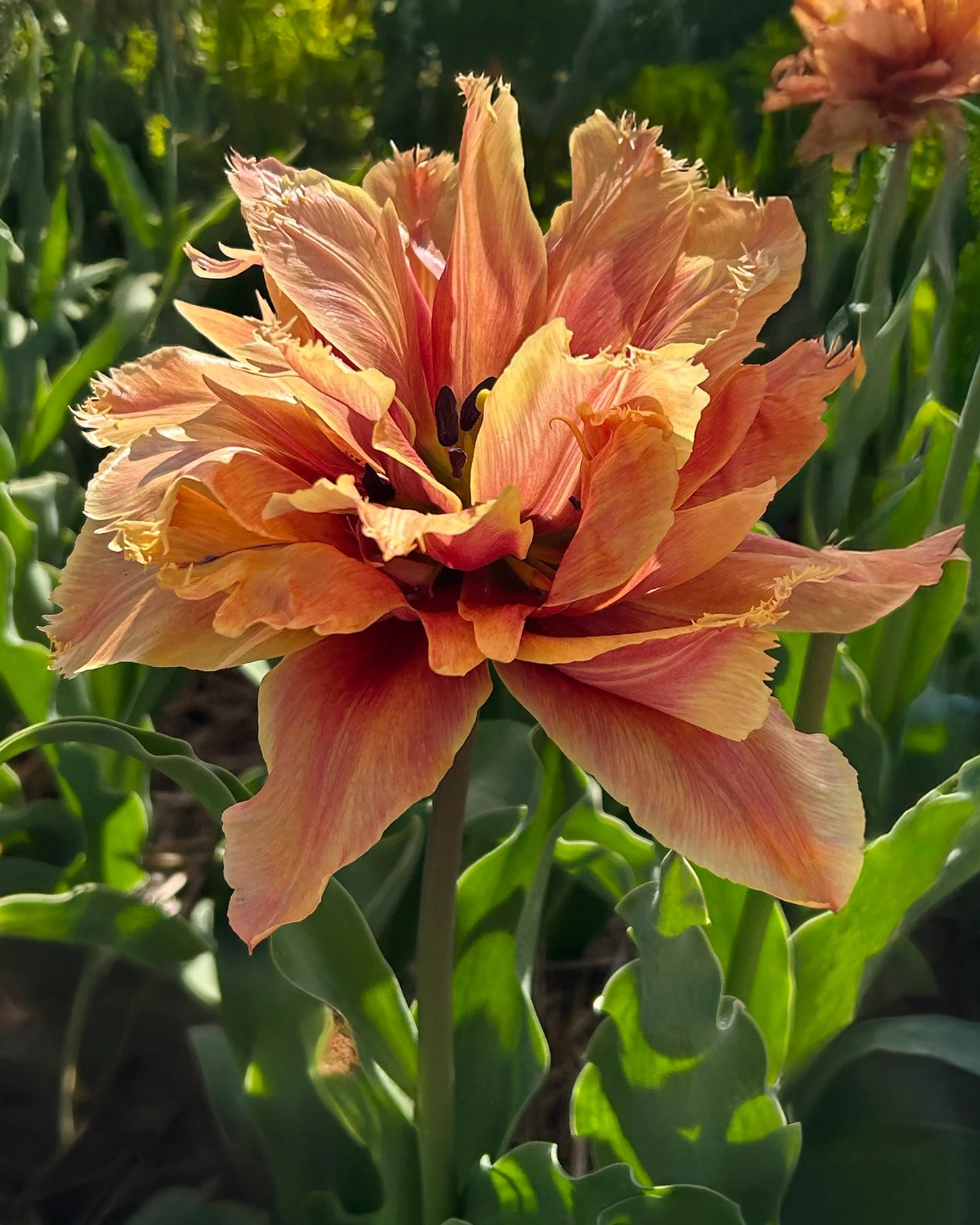 Tulip Callahan - 10 Bulbs