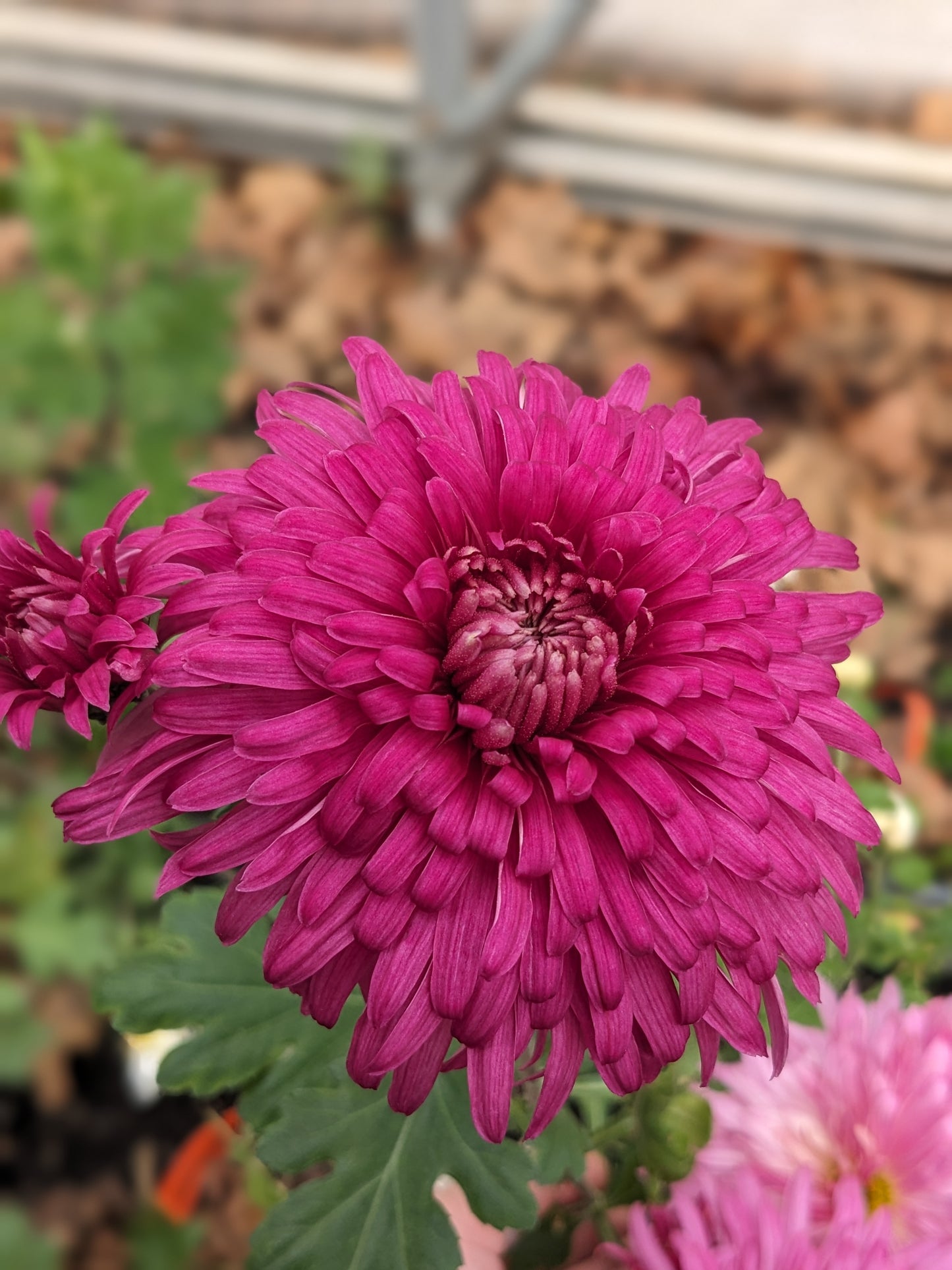 Chrysanthemum - Windermere x 2