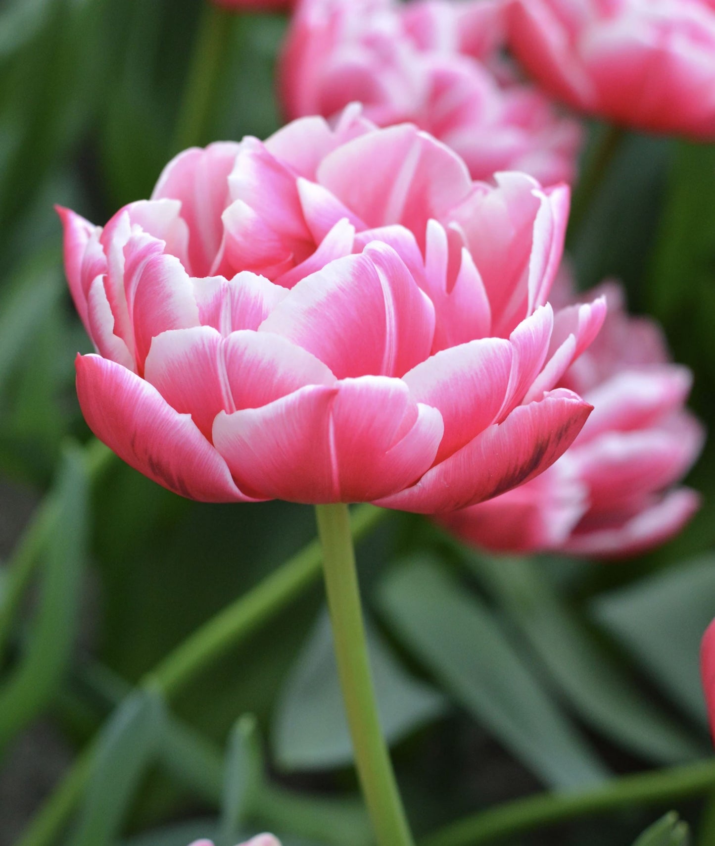 Tulip Columbus - 10 Bulbs (6678919970897)
