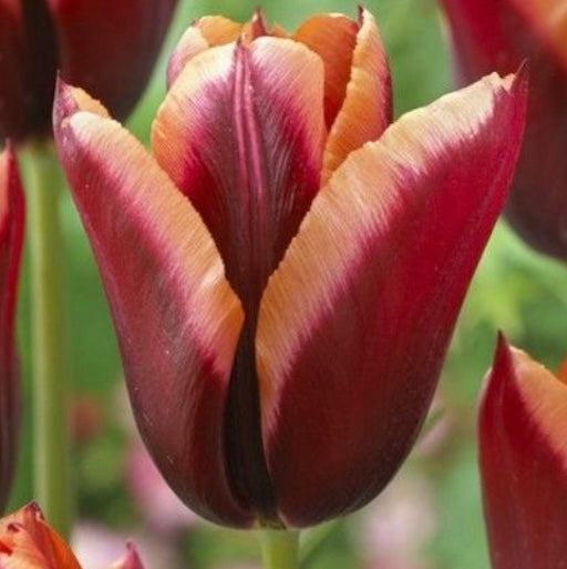 Tulip Slawa- 10 bulbs (6701658144849)