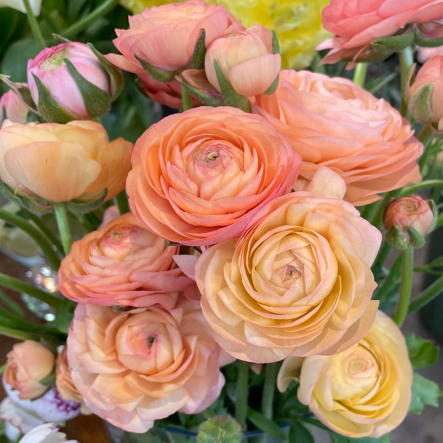 Italian Ranunculus by the bunch