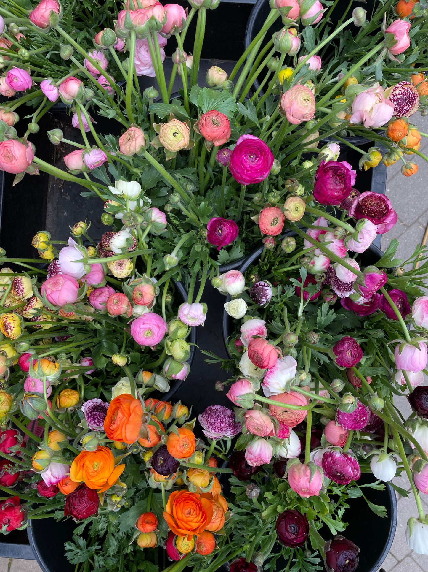 Italian Ranunculus by the bunch