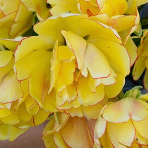 Tulip Akebono- 10 Bulbs (6678916464721)