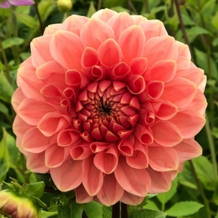 Dahlia - Romance