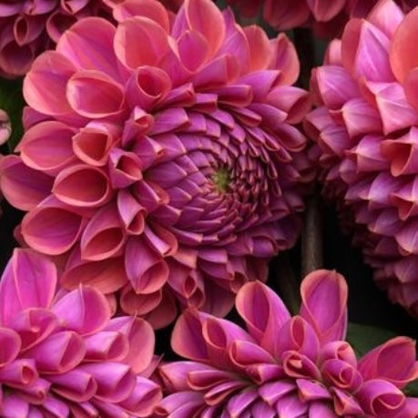 Potted Dahlia - Isabel