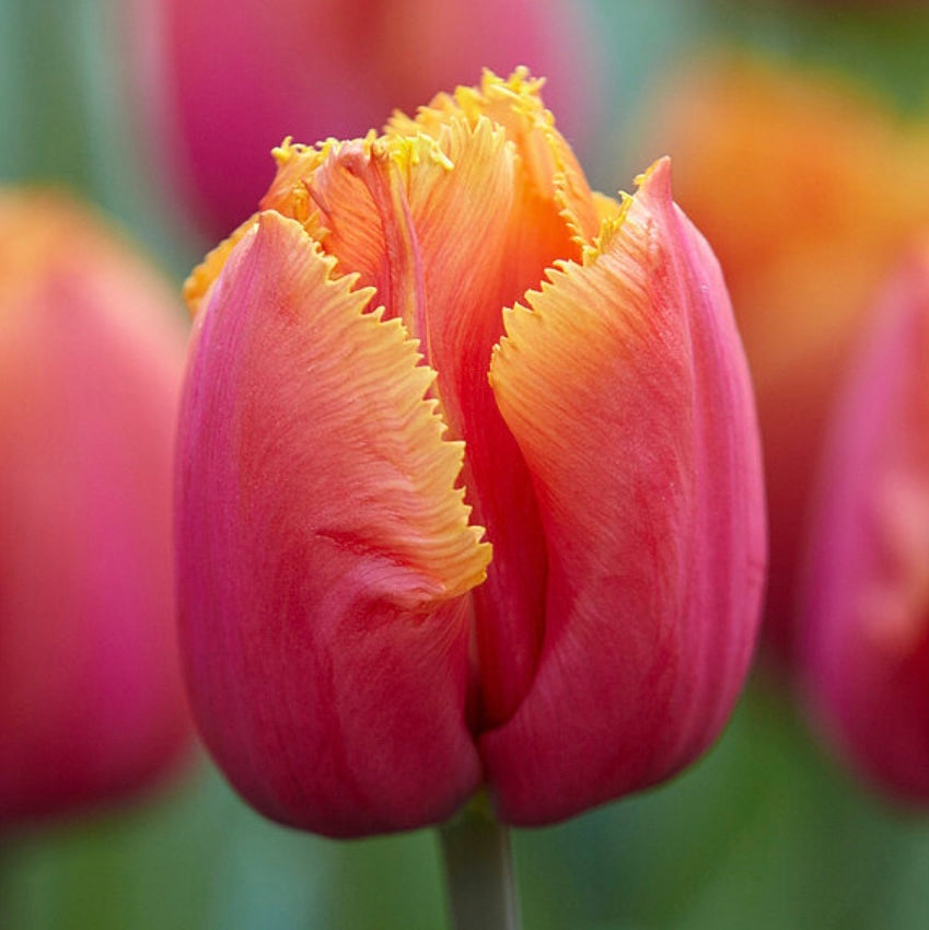 Tulip Louvre Orange - 10 Bulbs (6678937337937)