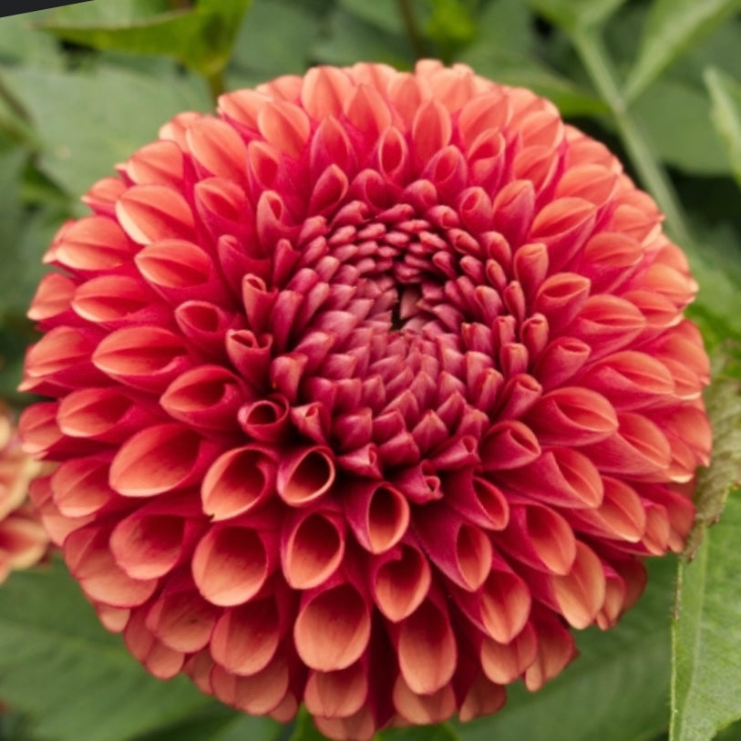 Potted Dahlia - Copper Boy