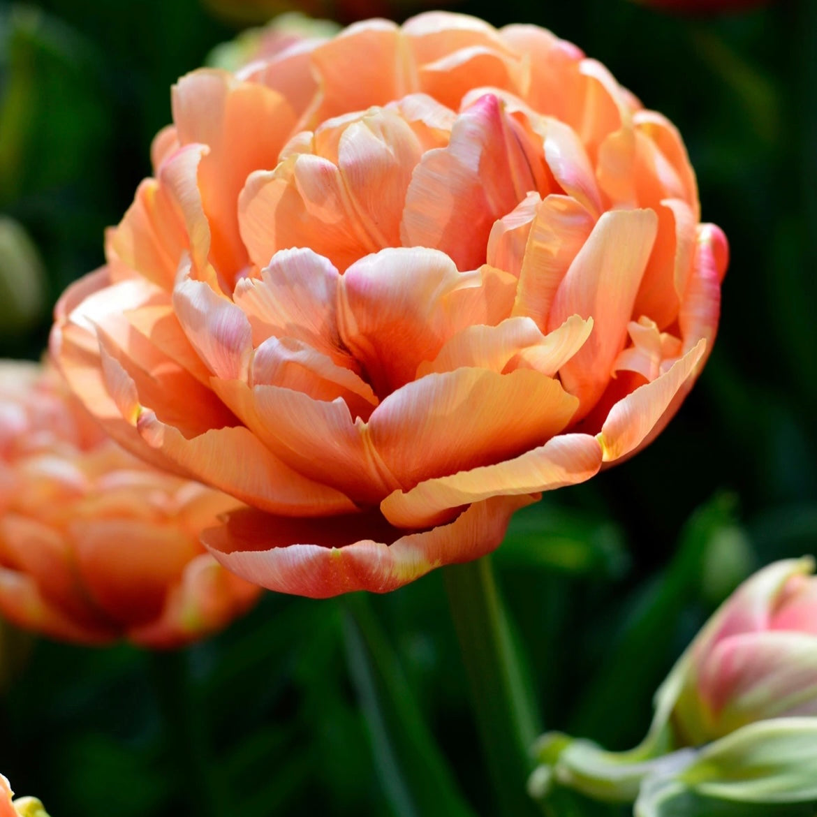 Tulip Copper Image - 10 bulbs (6678951034961)