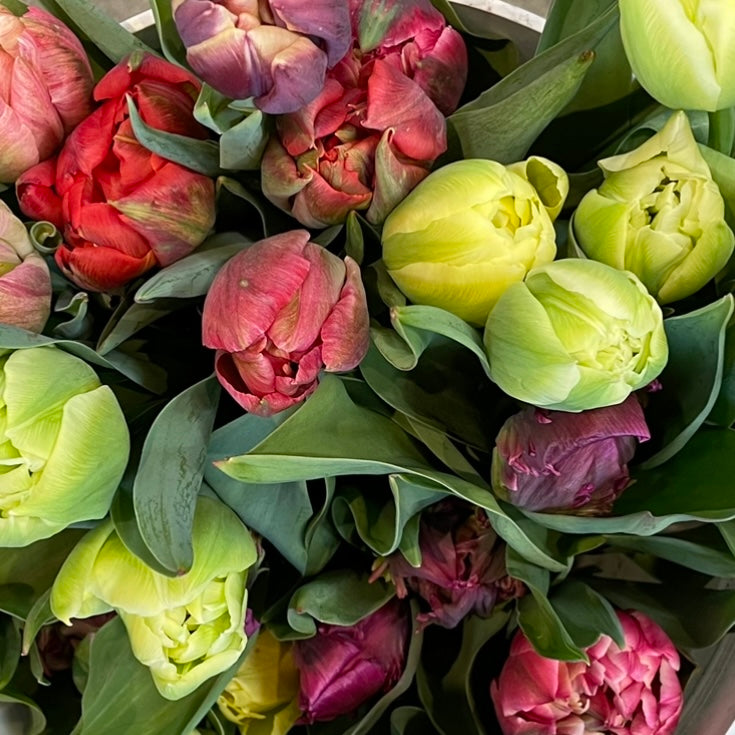 Specialty Tulips by the Bucket
