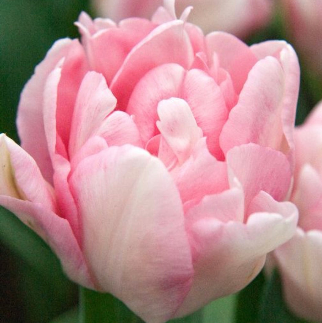Tulip Foxtrot - 10 Bulbs (6678927802449)