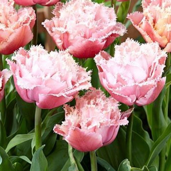 Tulip Pink Magic - 10 Bulbs (6678896541777)