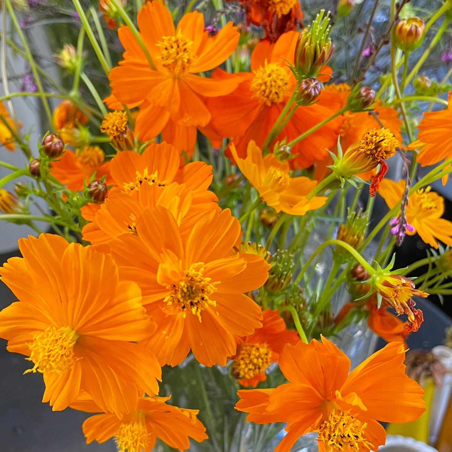 Cosmos by the bunch (6987977392209)