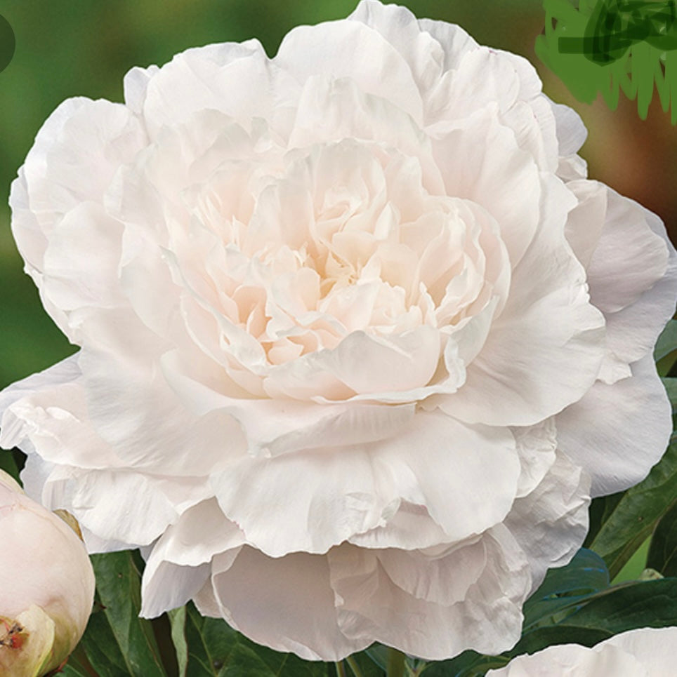 Peony ‘Mother’s Choice’ (6702767046737)