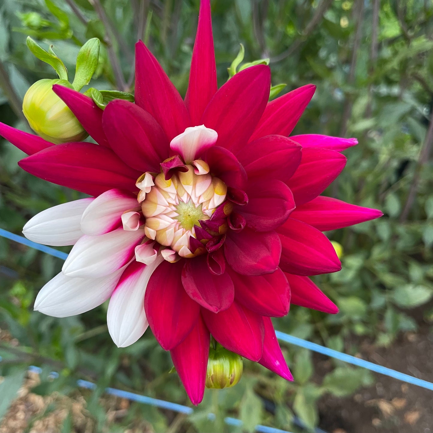 Dahlia - Rebecca’s World