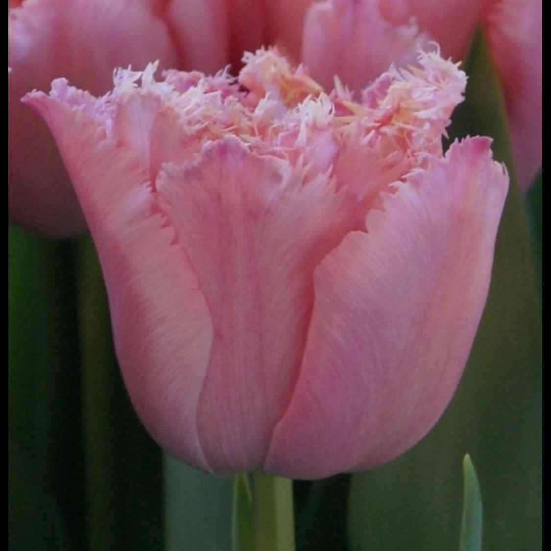 Tulip Pink Magic - 10 Bulbs (6678896541777)