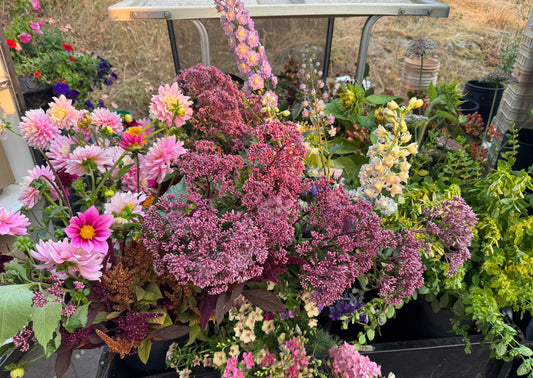 August 2025 Newsletter