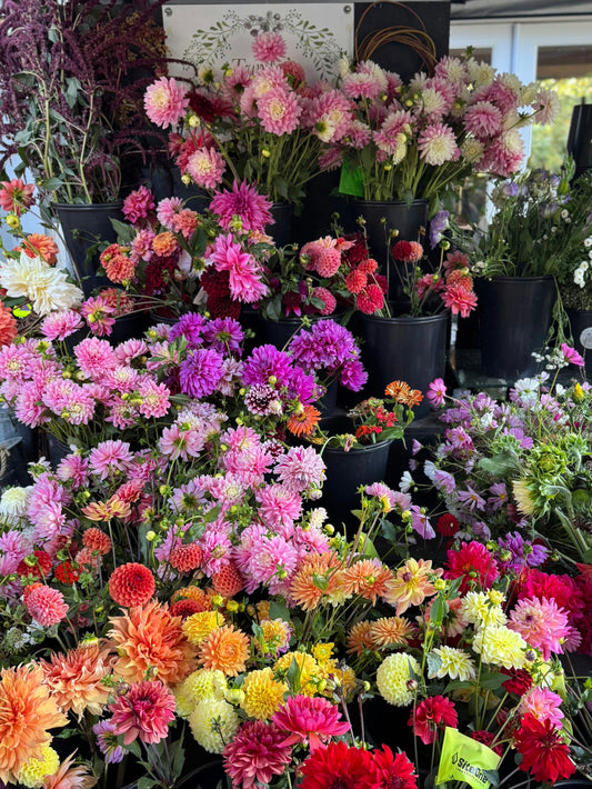 September 2025 Newsletter