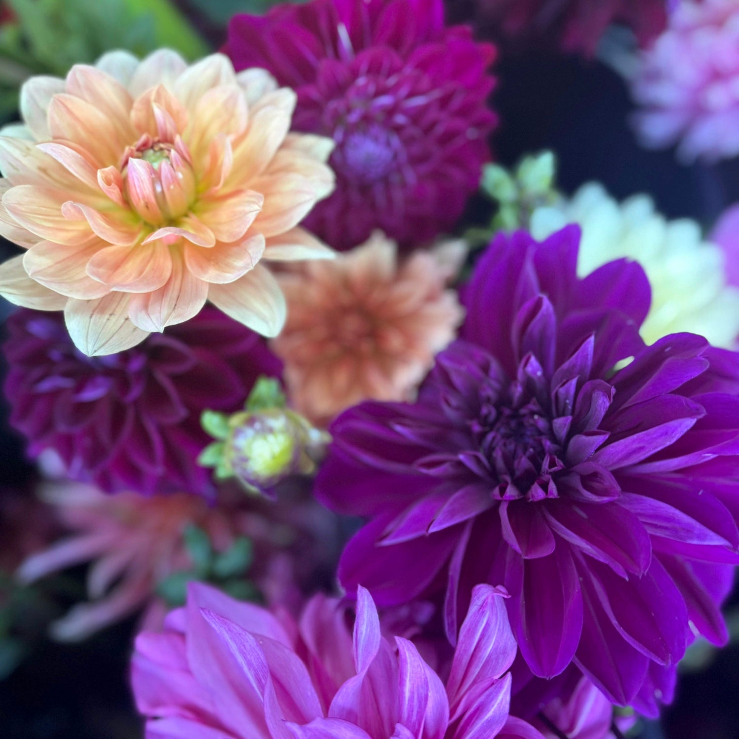 Planted Dahlias