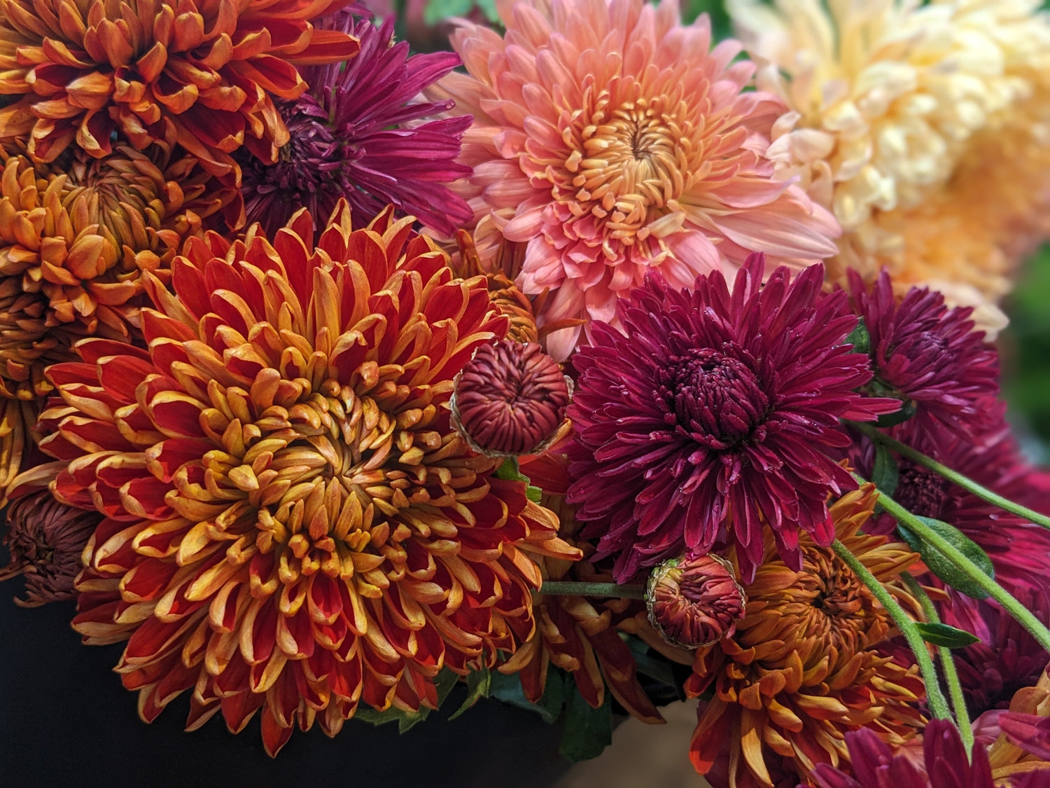 Potted Heirloom Chrysanthemums
