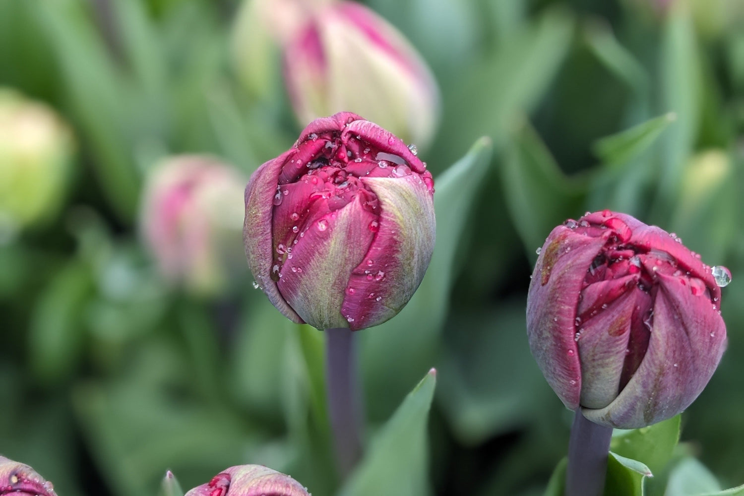 PREORDER - Specialty Tulip Bulbs and Peony Roots