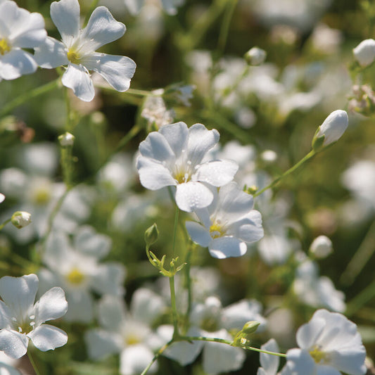 Pacific Garden Baby's Breath