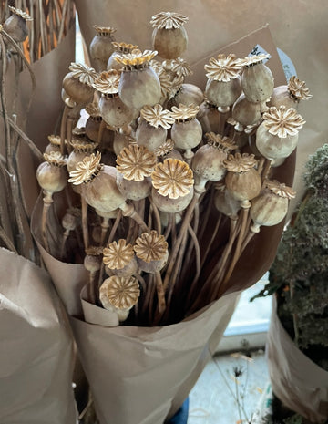 Poppy Pods - dried by the bunch