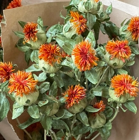 Dried Carthamus / Safflower - by the bunch