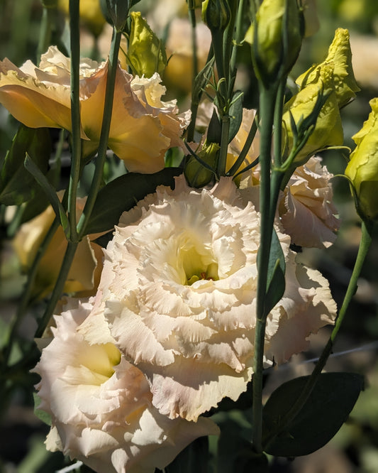 Lisianthus Plug - Voyage 2 Champagnex 5