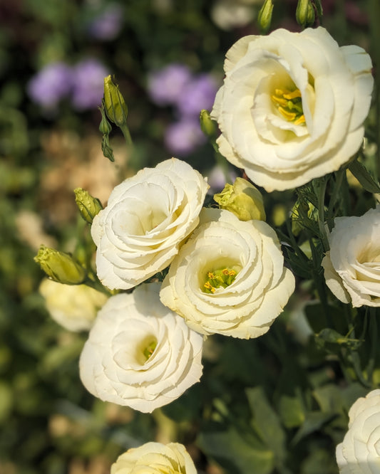 Lisianthus Plug - ABC 1 Yellow x 5