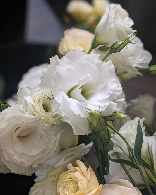 Lisianthus Plug - ABC 1 White x 5