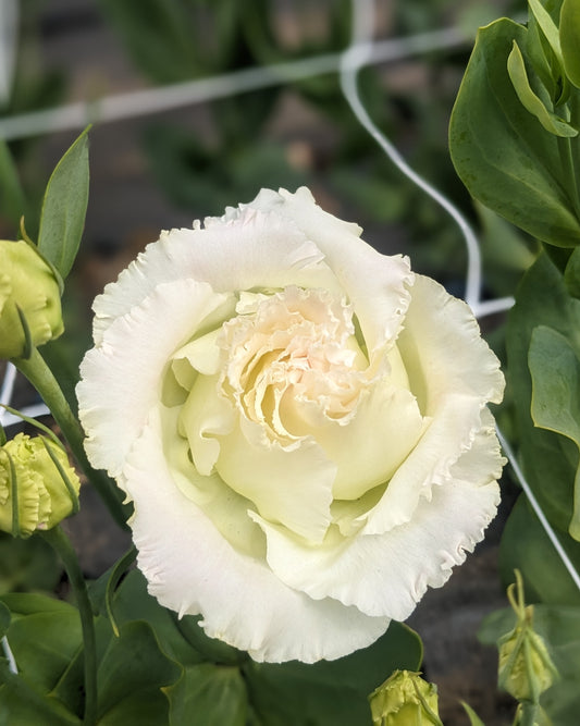 Lisianthus Plug - Voyage 2 First Love x 5