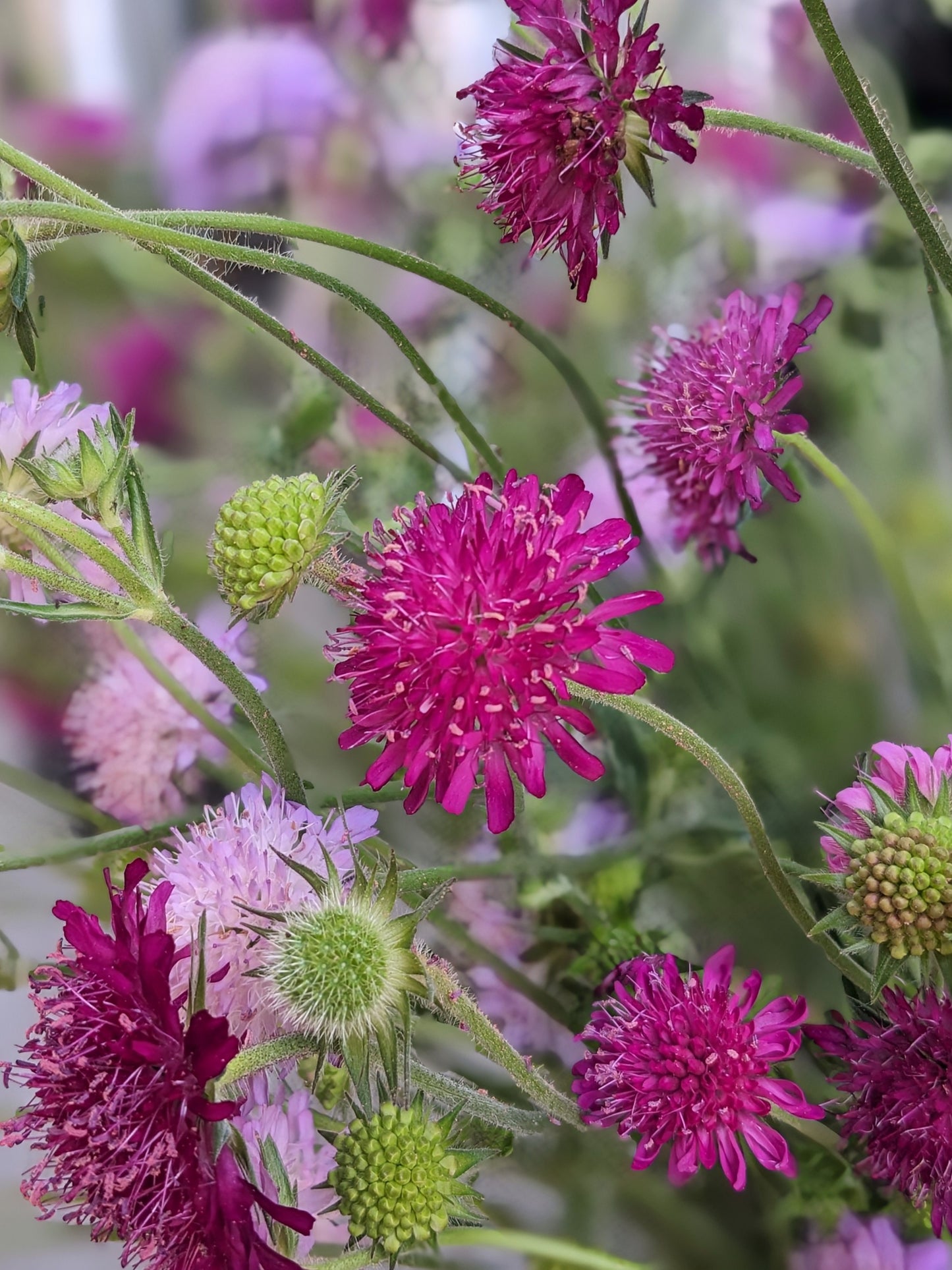 Macedonian Scabiosa