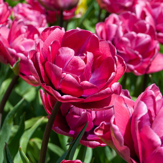 Tulip Rosy Diamond - 10 Bulbs