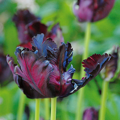 Tulip Black Parrot - 10 bulbs