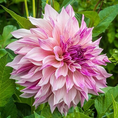 Dahlia Cafe Au Lait Royal