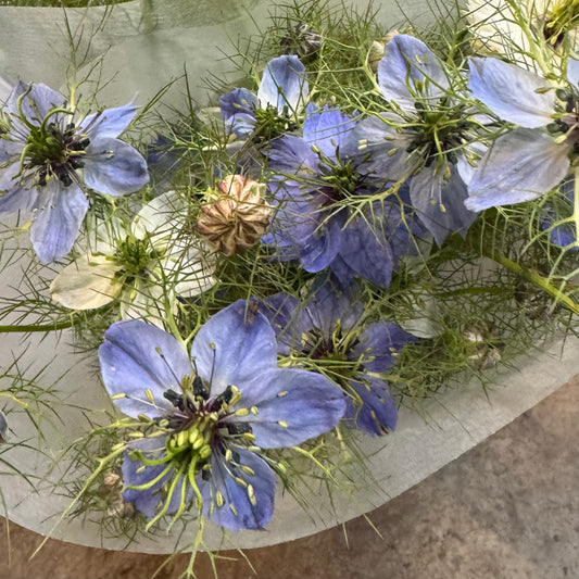 Nigella blooms by the bunch