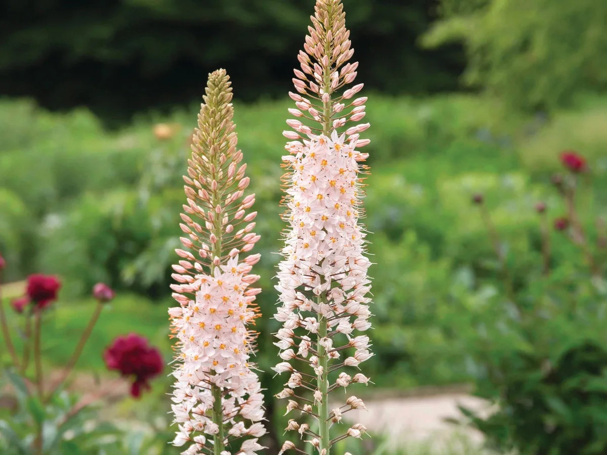 Foxtail Lily - Pink Tops