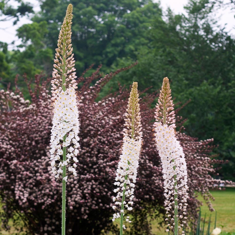 Foxtail Lily - White Tops