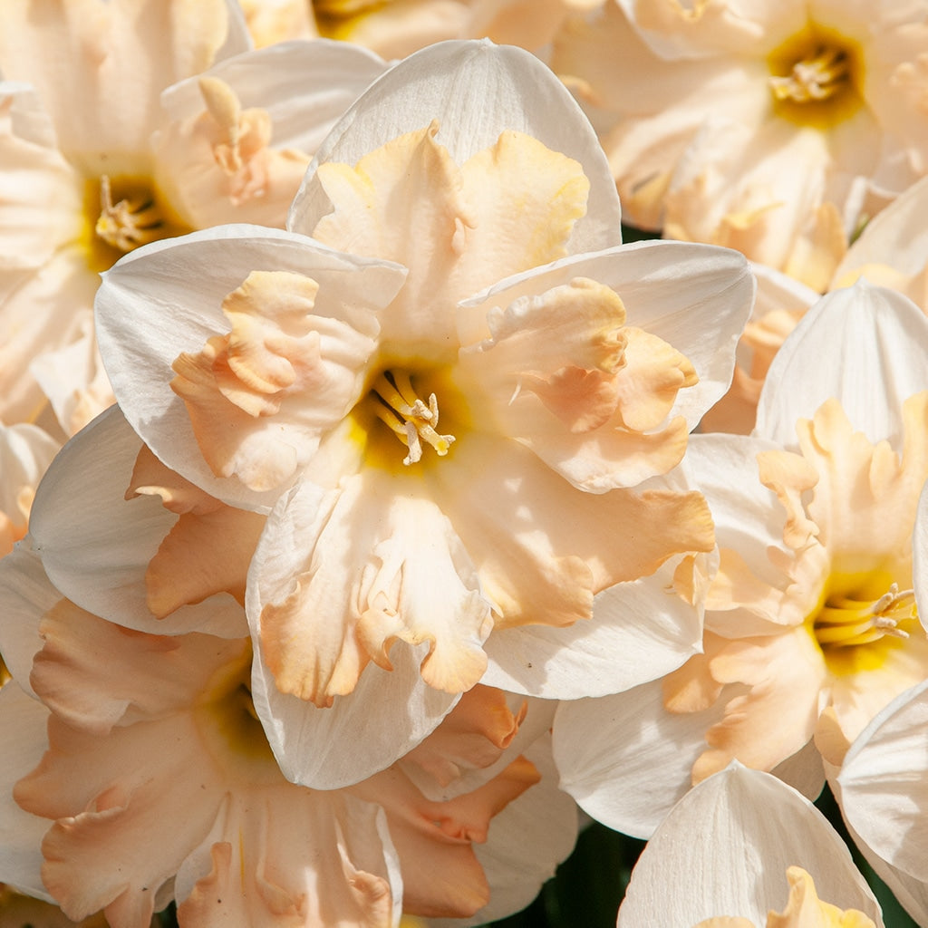 Narcissus 'Mary Gay Lirette' - 10 Bulbs