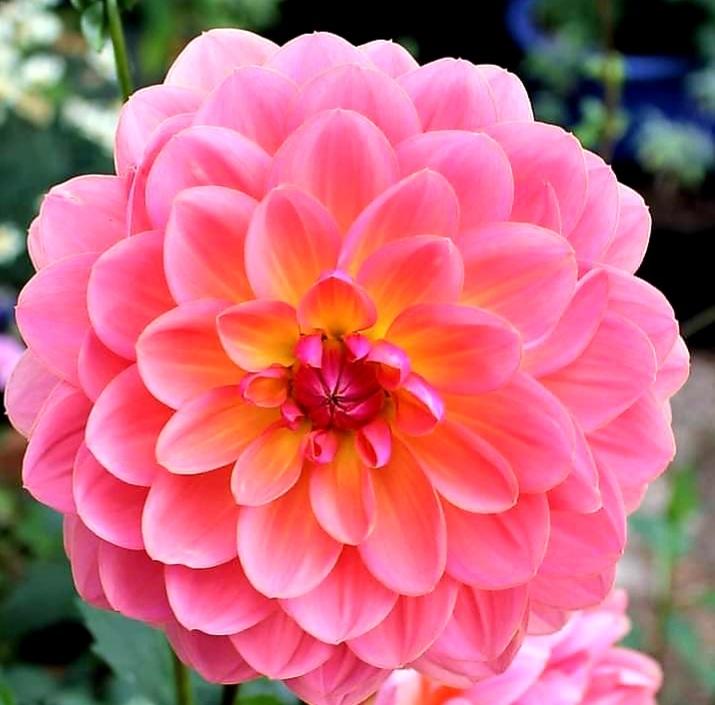 Dahlia Wildwood Marie